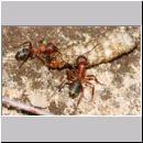 Formica -Serviformica- sanguinea - Blutrote Raubameise 40a 9mm mit Raupenlarve.jpg